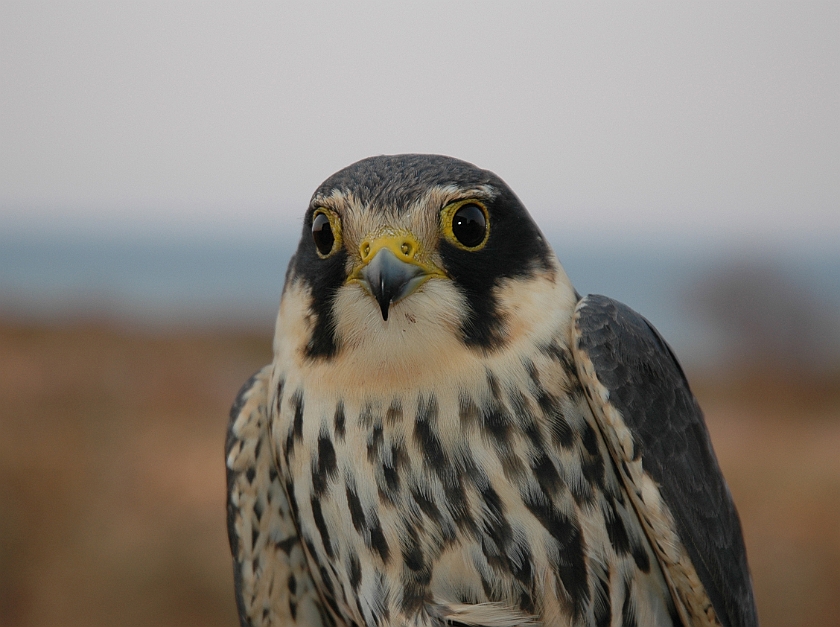 Eurasian Hobby, Sundre 20060506